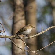 Western Bonelli's Warbler