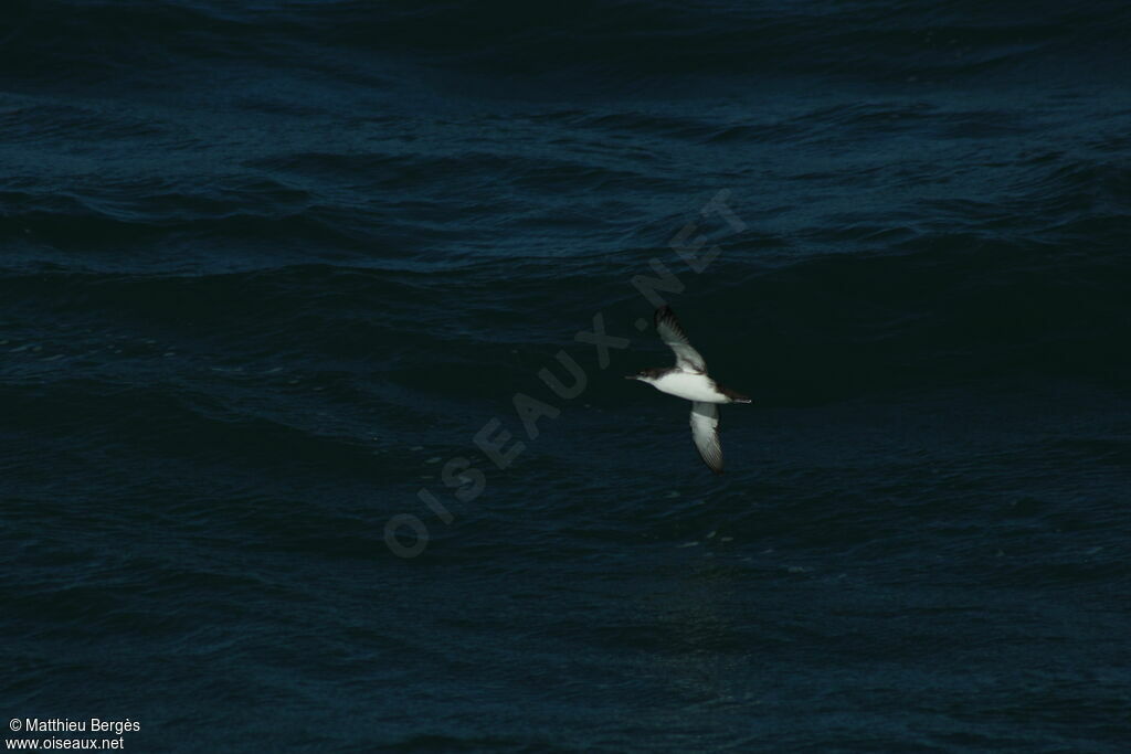 Yelkouan Shearwater