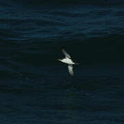 Yelkouan Shearwater