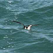 Yelkouan Shearwater