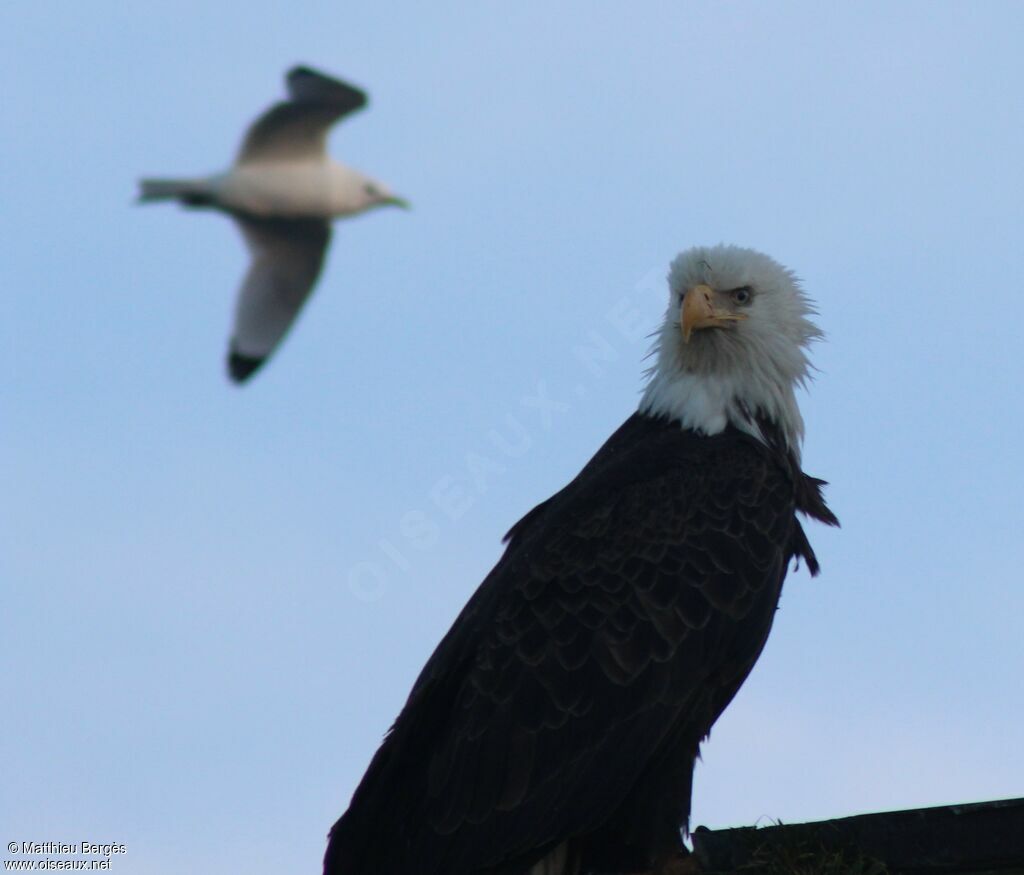 Bald Eagle