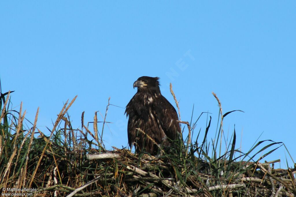 Bald Eaglejuvenile, Reproduction-nesting