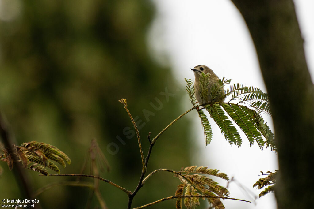 Goldcrest