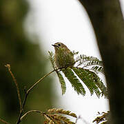 Goldcrest