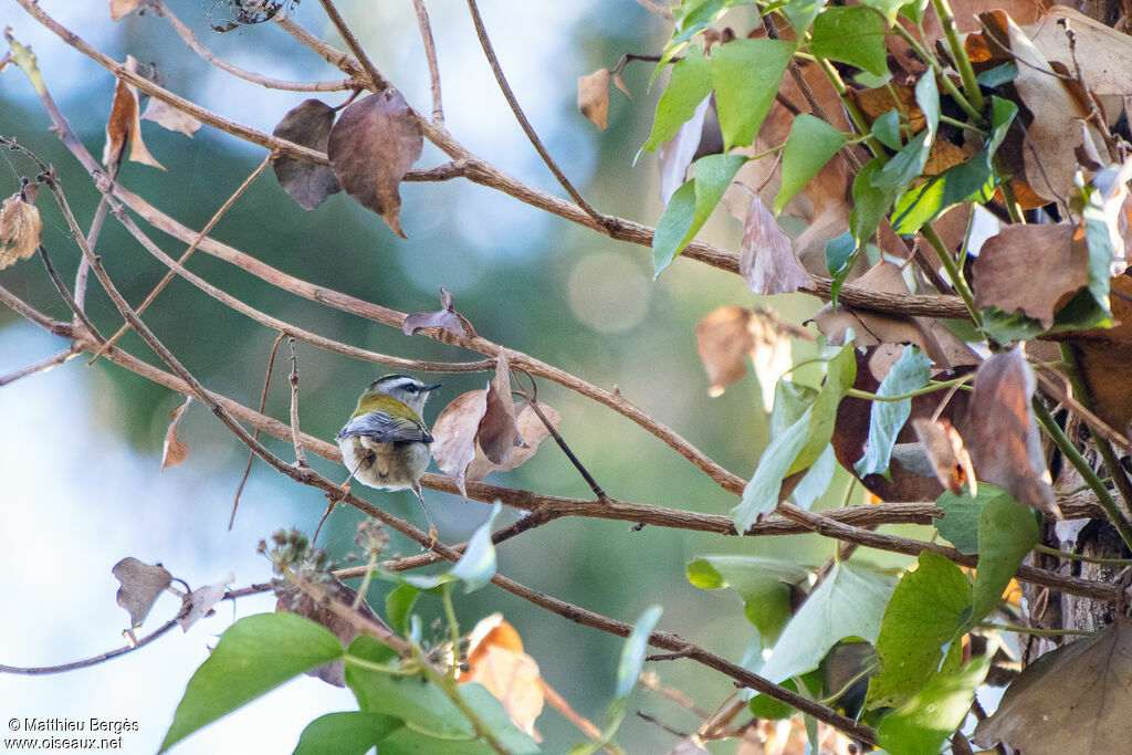 Common Firecrest