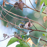 Common Firecrest