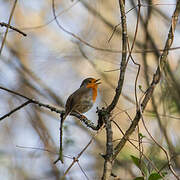 Rougegorge familier