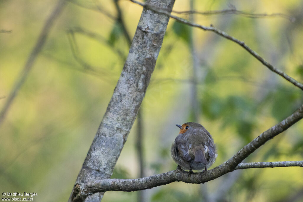 European Robin