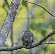 European Robin