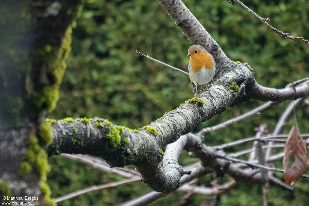 European Robin