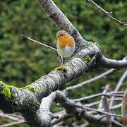 European Robin