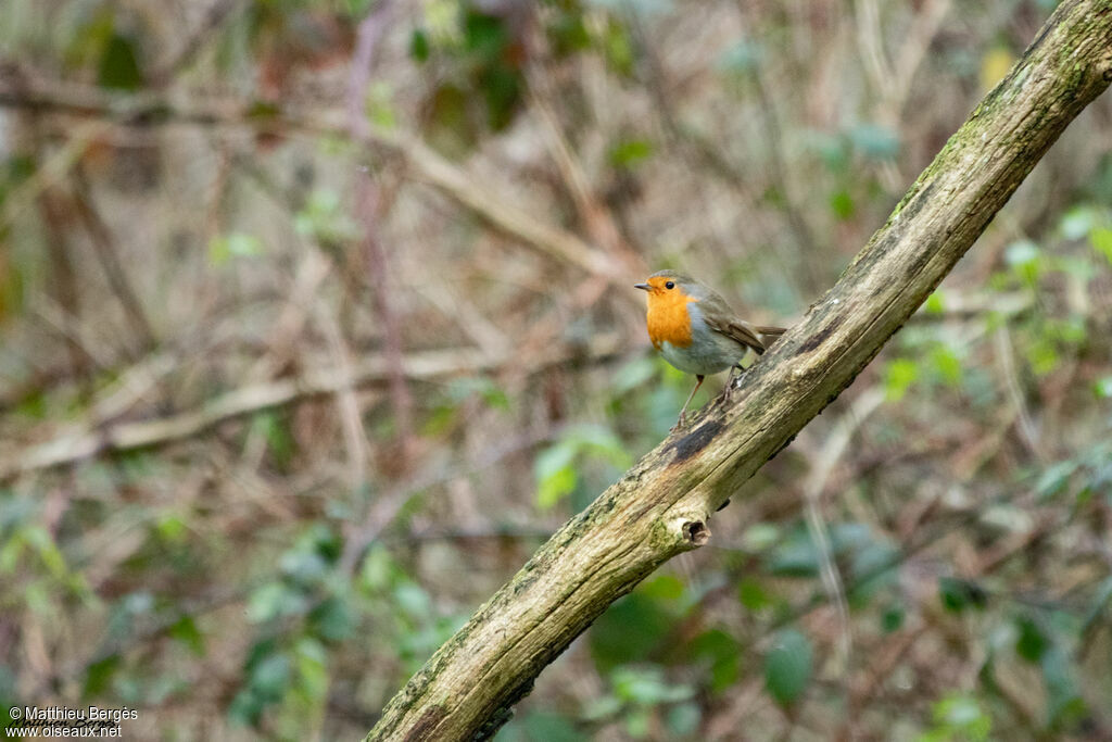 European Robin