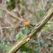 European Robin