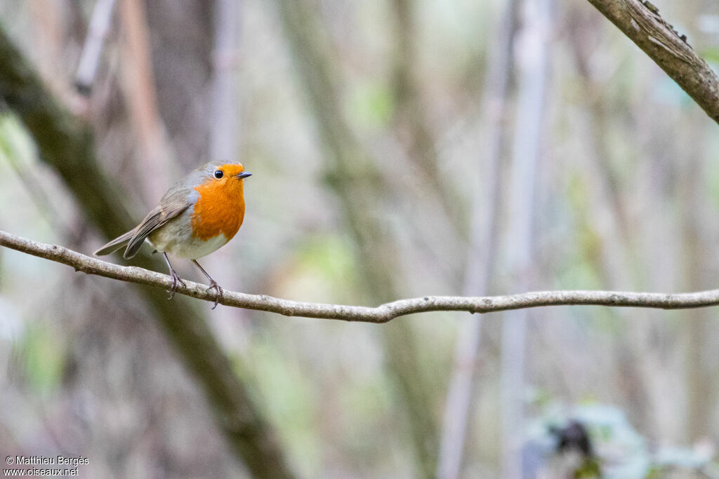 European Robin