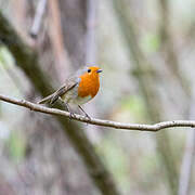 European Robin