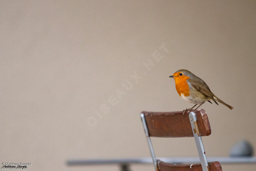 European Robin