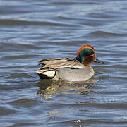 Eurasian Teal