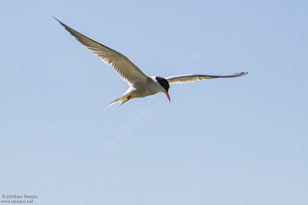 Common Tern