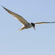 Common Tern