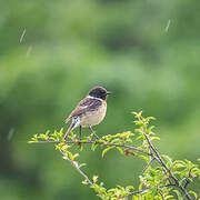 European Stonechat