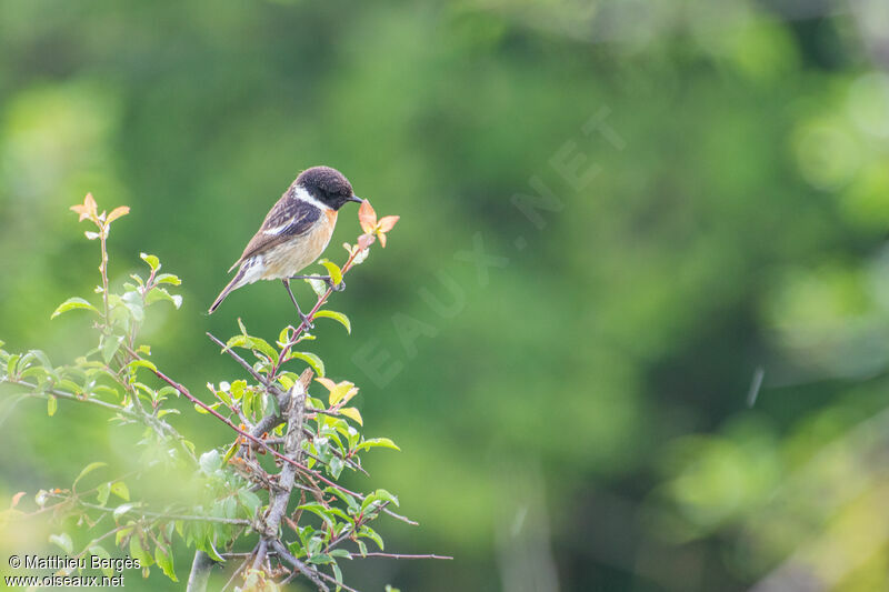 Pictures of birds  de France - page 0