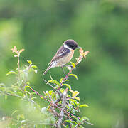 European Stonechat