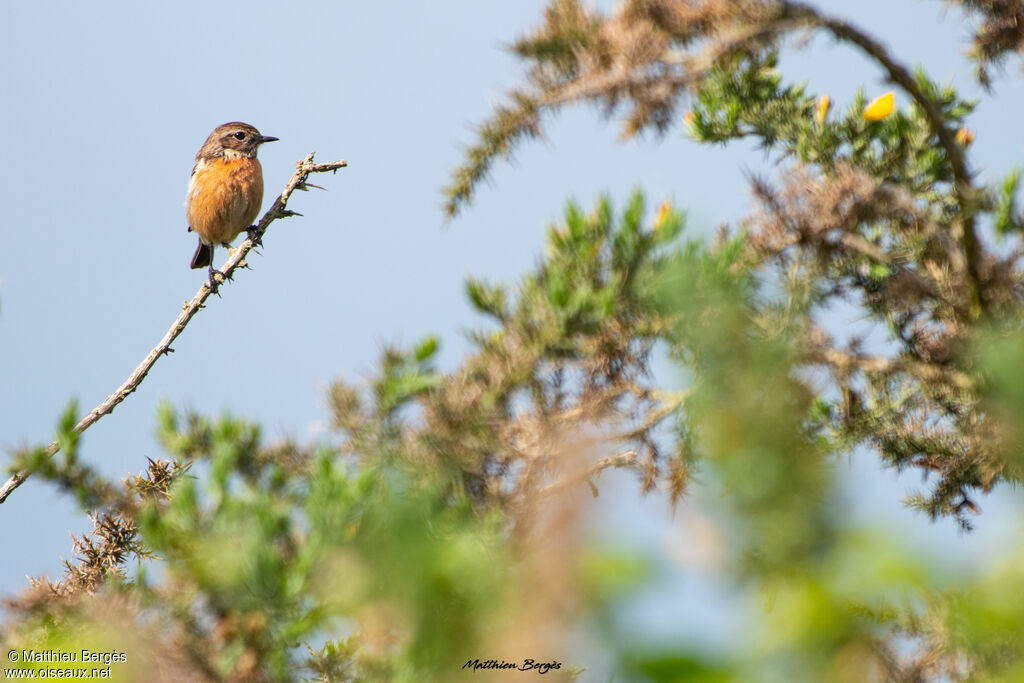 European Stonechat female