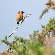 European Stonechat