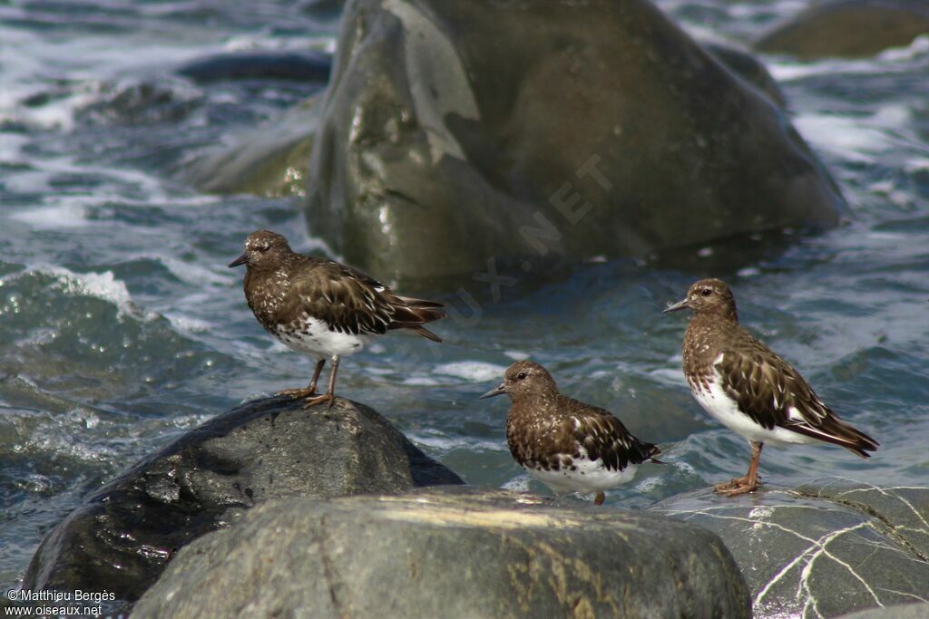 Black Turnstone