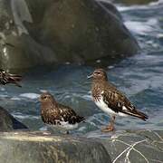 Black Turnstone