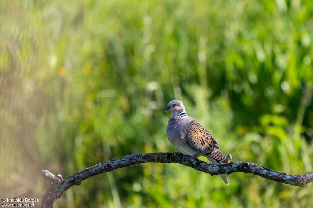 European Turtle Dove