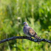 European Turtle Dove