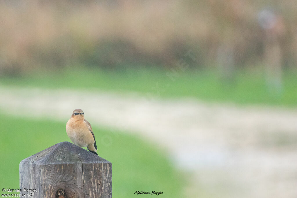 Northern Wheatear