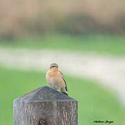 Northern Wheatear