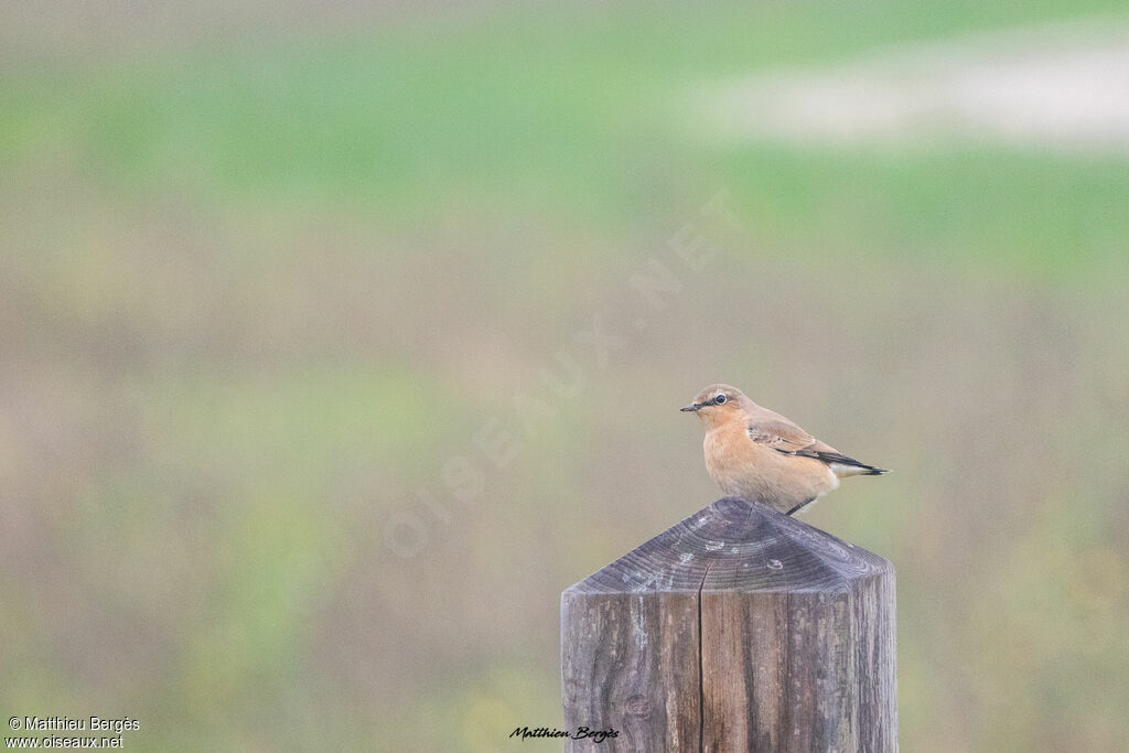 Northern Wheatear