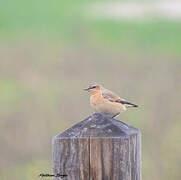 Northern Wheatear