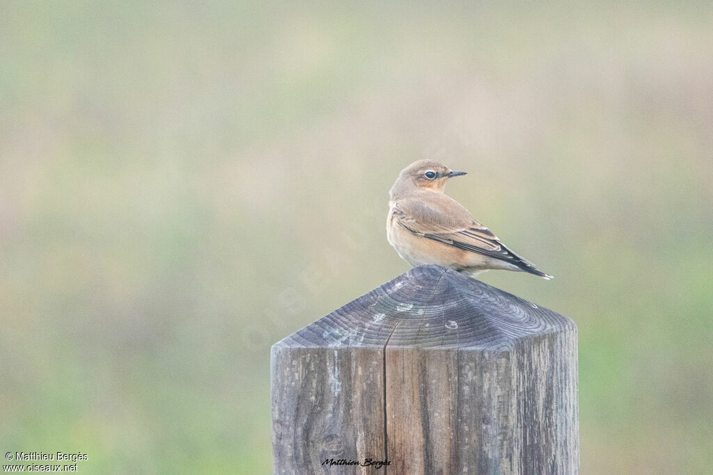 Northern Wheatear