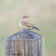 Northern Wheatear