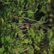 Pacific Wren