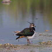 Northern Lapwing