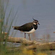 Northern Lapwing