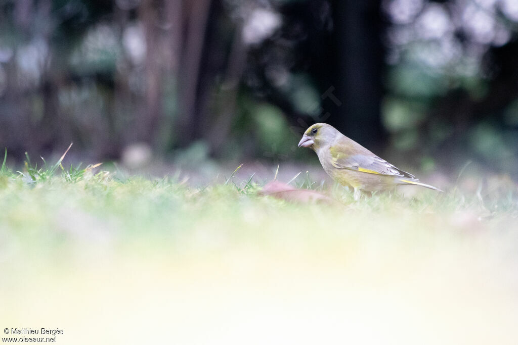 European Greenfinch