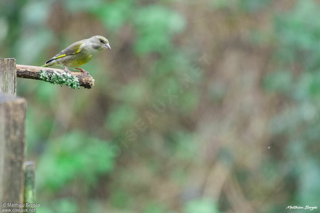 European Greenfinch