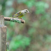 European Greenfinch