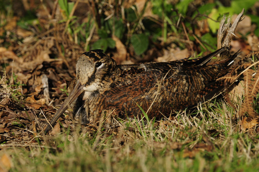 Eurasian Woodcock