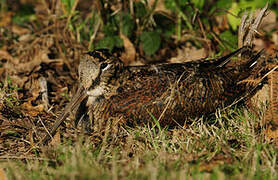 Eurasian Woodcock