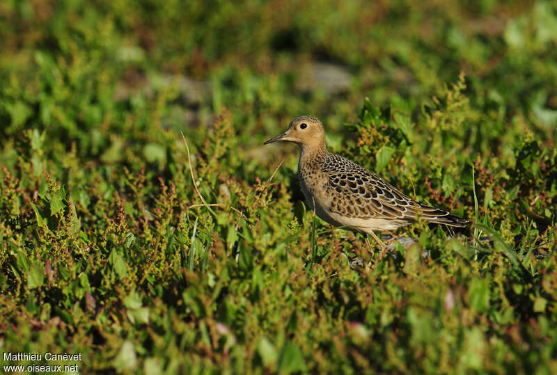 Buff-breasted Sandpiperadult, pigmentation