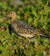 Buff-breasted Sandpiper