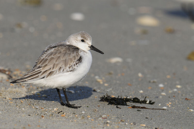 Sanderling