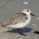 Bécasseau sanderling